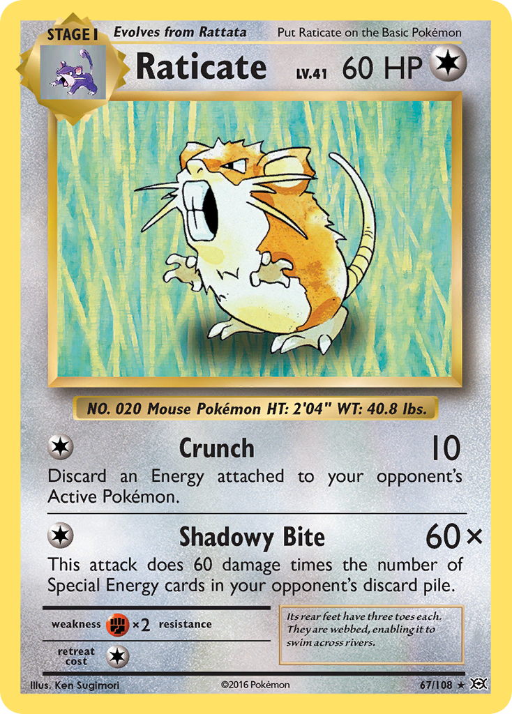 Raticate (67/108) [XY: Evolutions] | Deep Dive Games St. Marys